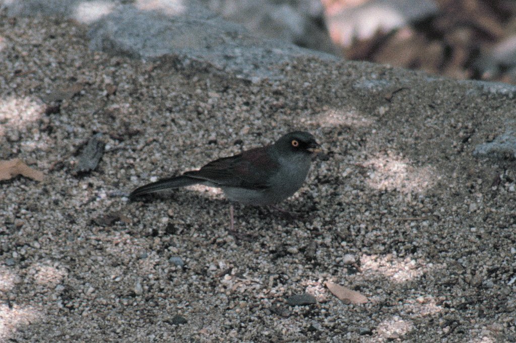 Junco, Yellow-eyed, 1992-06 B02C08S12b.jpg - Yellow-eyed Junco, Arizona